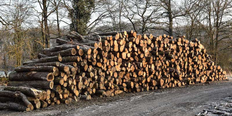Comment bien choisir son bois de chauffage ?